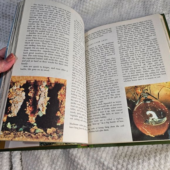 1965 Vintage Golden Press Walt Disney's World of Nature - Picture 9 of 9